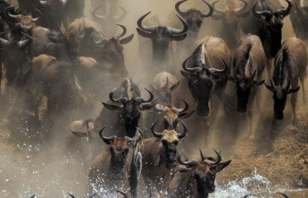 Animals: Obstacles complicate annual wildebeest migration