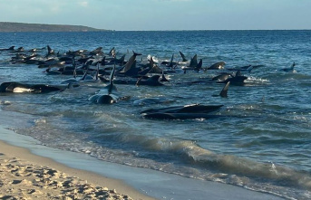 Animals: Mass stranding - happy ending for 100 pilot whales in Australia