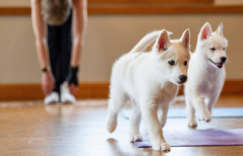 Trend sport banned: The end of the downward dog: “Puppy Yoga” is banned in Italy