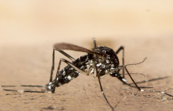Animals: Tiger mosquito is spreading in the southwest