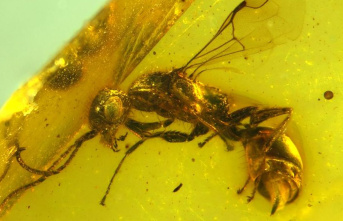 Animals: Entomologists discover long-extinct wasp