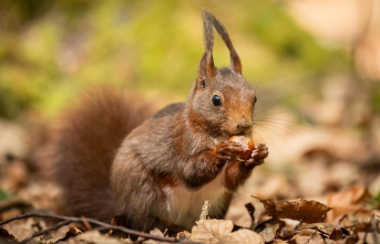 New findings: Squirrels could have transmitted leprosy...