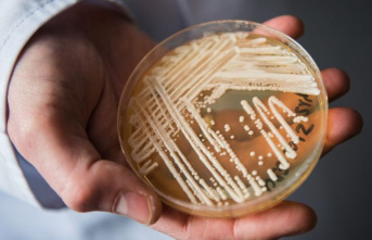 Candida auris: Disease-causing fungus is being detected more and more often