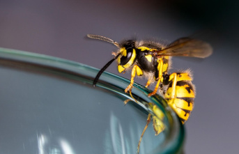 Without chemicals: Repel wasps: This is how the intrusive insects leave voluntarily