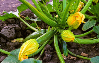 Gardening tips: Planting zucchini: How to properly cultivate the delicious all-rounder