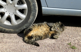Anatomical peculiarity: Why cats have a little flabby belly - and urgently need it