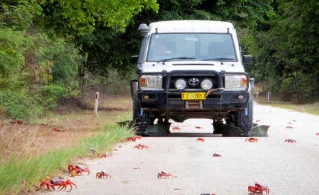 Spectacular natural phenomenon: the Crabs are blocking the roads on the tropical island