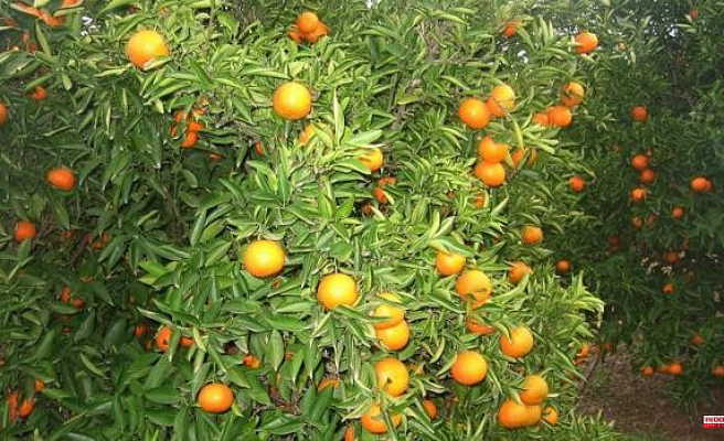 The 'seedling' of Brussels in the cold treatment of imports of oranges outrages citrus growers