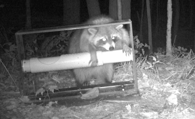 City raccoons are more resourceful!