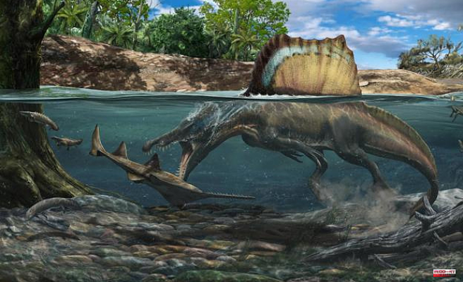 The underwater hunt could be the home for the largest carnivorous dinosaur.
