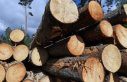 Crime: More controls against wood theft in the forest