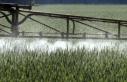 Environment: Foodwatch: Pesticide approvals renewed...