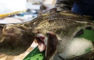 The watchdog suspects that many cod illegally disposed...