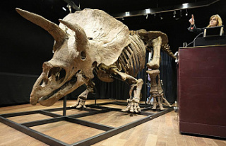 World’s biggest triceratops sells for $7.7 million...