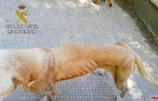 Two dogs abandoned by their owner saved from starvation