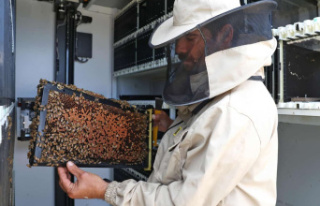 [PHOTOS] In Israel, robotic hives to preserve bees