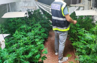 They dismantle two marijuana plantations in Valencia...