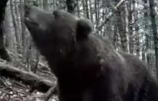 Video. Pyrenees: Nere, an old bear in the 25-year-old...