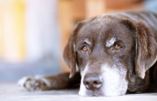 Dog breeds and their longevity