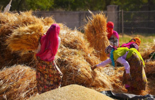 Food safety at risk: India bans wheat exports