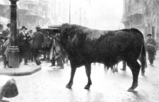 The bull and the bullfighter who turned the Gran Vía...