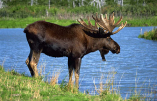 A poaching network dismantled in Gaspésie