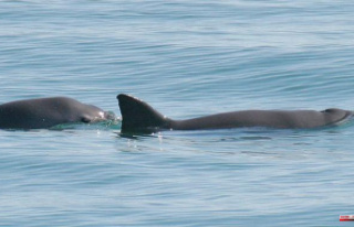 There are ten vaquitas left that could be sufficient...