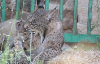 Two female lynxes, mother and daughter, raise their...