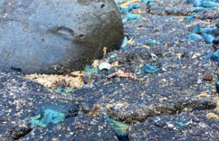 What is 'Plastitar', the marine pollution...