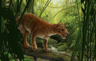 Early in the evolution of mammals, the first hypercarnivores...