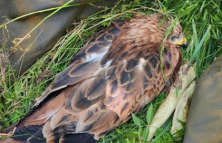 A red kite chick is rescued and returned to its nest...