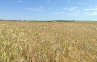 Agriculture forecasts that the cereal harvest will...