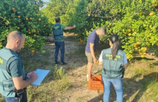 More than 11,200 kilograms of stolen oranges with...