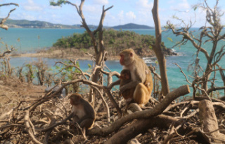 Puerto Rican Island where 1,500 monkeys rule
