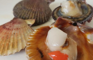 Don't get scallops for scallops: this is how...