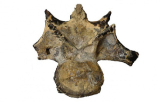 Discovered in Egypt, Vertebra of a 98-million-year-old...