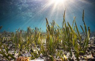 Human pee might just be the key to saving seagrass