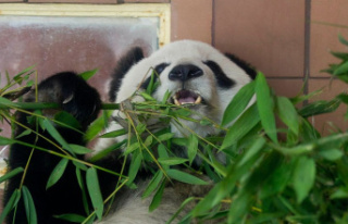 Mexico's oldest panda dies at the zoo on her...