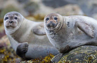 Facial Recognition Software for Seals