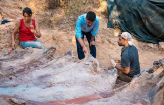 Portugal: Europe's largest dinosaur skeleton...