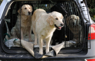 Safety for people and animals: transporting dogs in...