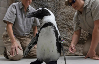 San Diego Zoo: Sick penguin gets orthopedic shoes