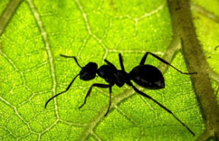 Insects: Estimate: Around 20 trillion ants colonize...