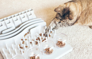 Employment: Intelligence toys for cats: That's...