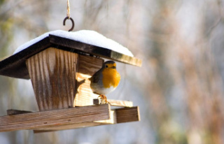 Bird Feeding Station: Feeding and observing wild birds:...