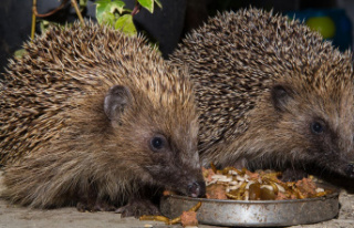 Animal diet: Which foods are suitable as hedgehog...