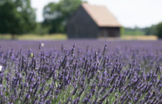 Climate crisis: Provence in the provinces: lavender...