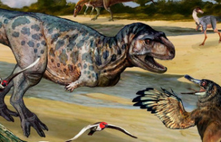 Paleontology: Bones of new dinosaur species discovered...