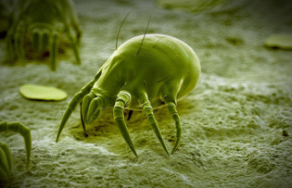 Dust allergy: Fight mites: How to reduce infestation...