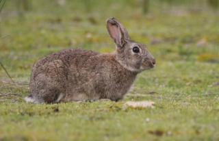 Study: 24 specimens led to a rabbit plague in Australia...